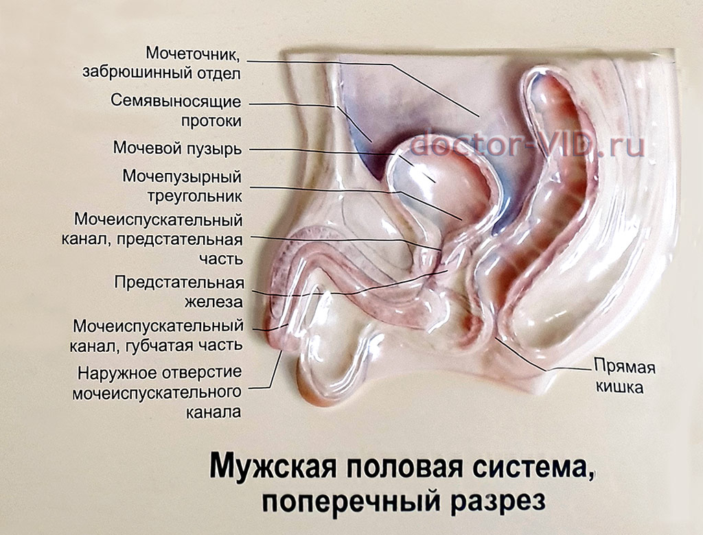 diametro prostata)