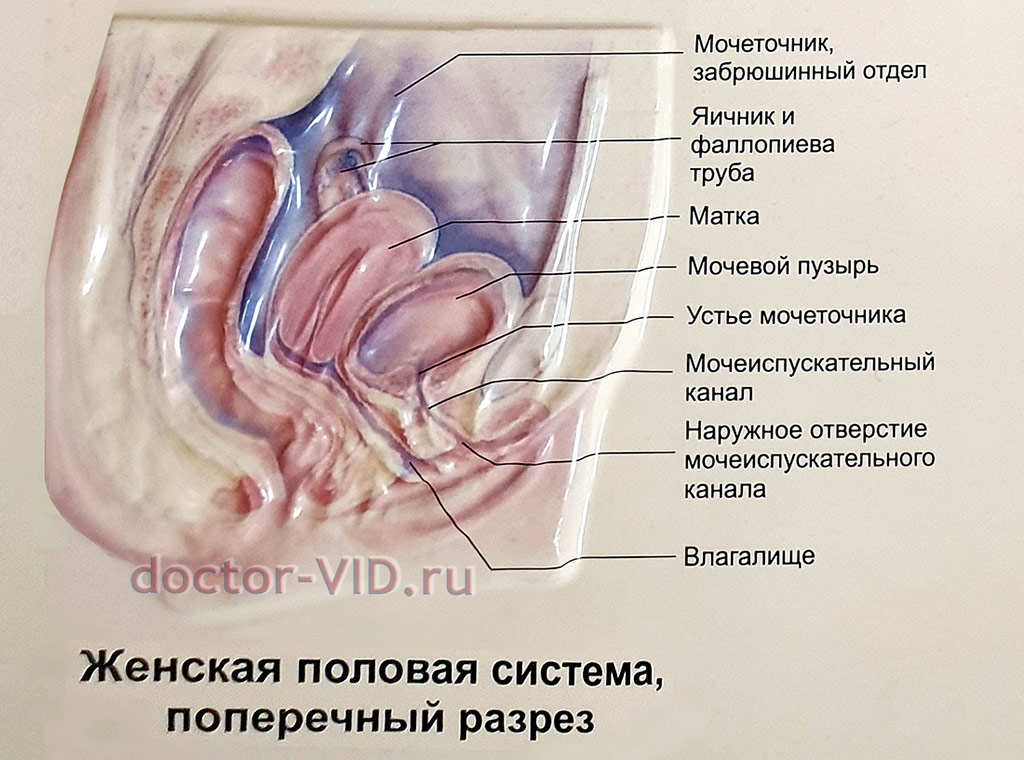 diametro prostata)