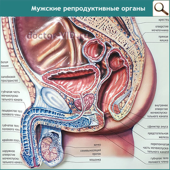 Мужские репродуктивные органы